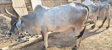 ગાય વેચવાની છે