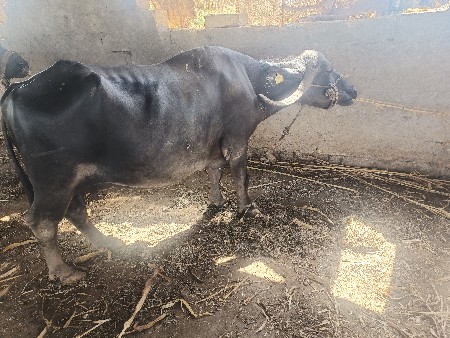 ભેસ વેચવાની છે