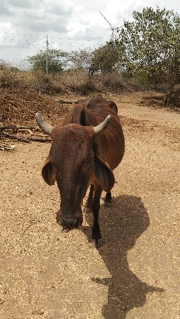 થંબનેલ 2