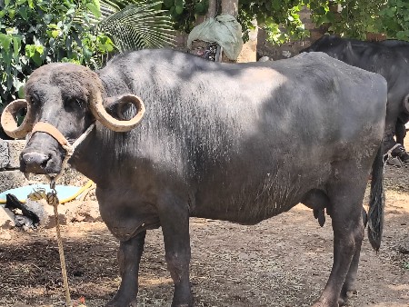 थंबनेल 3