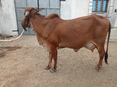 થંબનેલ 2