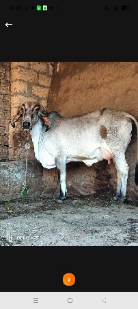 थंबनेल 3