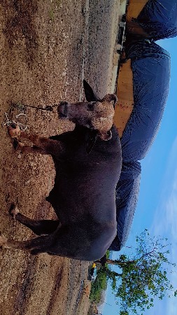 આ પાડો વેચવાનો છે