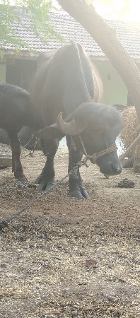 આ પાડો વેચવાનો છે