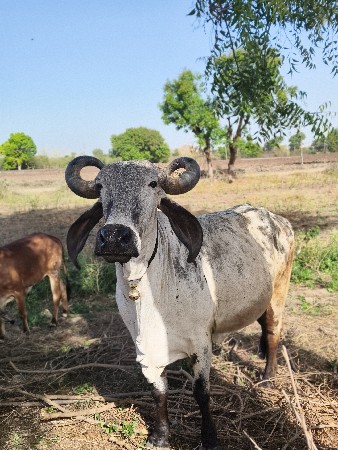 थंबनेल 2