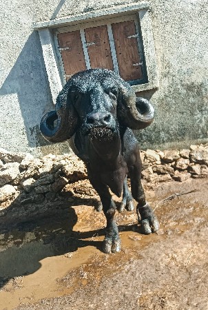 પાડો વેચવાનો છે