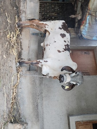 ગીર લીલડી હોડકી