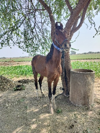 થંબનેલ 3