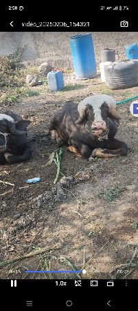 थंबनेल 1