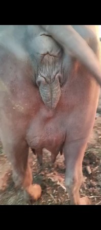 ભેંસ વેચવાની છે