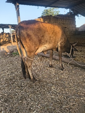 જર્સી ક્રોસ ઓડકી વેચવા ની સે