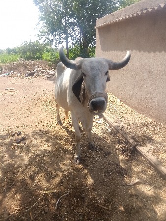 थंबनेल 3