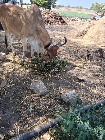 બળદ વેચવાના છે