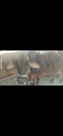 જરસી ગાય વેચવાની છે