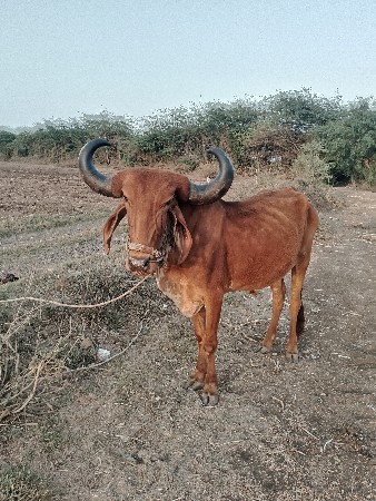 બળદ વેચવાનો છે