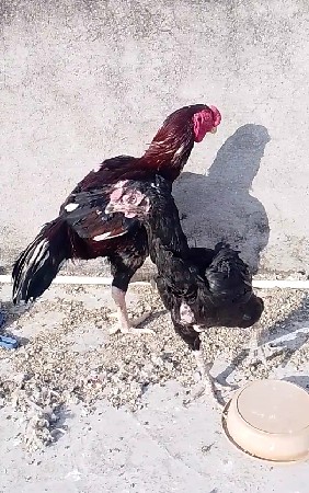 aseel tiker per