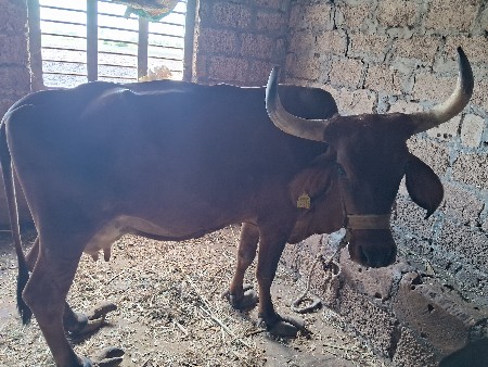 ગાય દેવાની