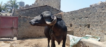 ખળેલી વેચવા ની છે