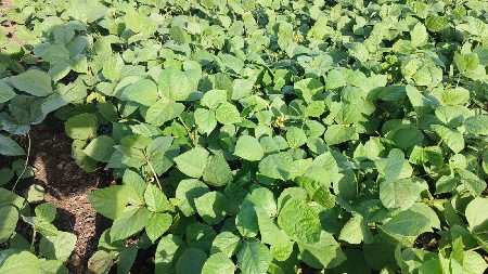 13.5 વિઘા જમીન