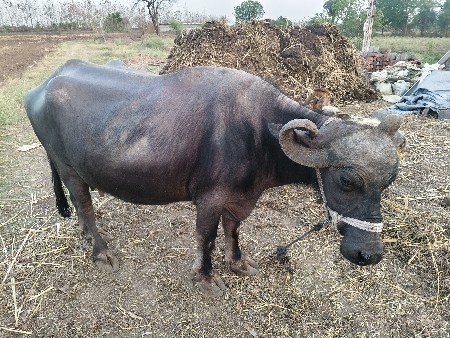 थंबनेल 2