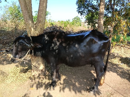 थंबनेल 2