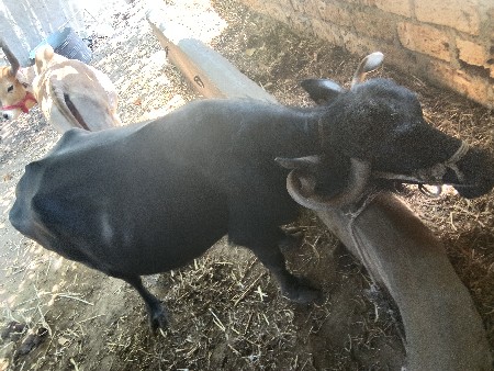 थंबनेल 2