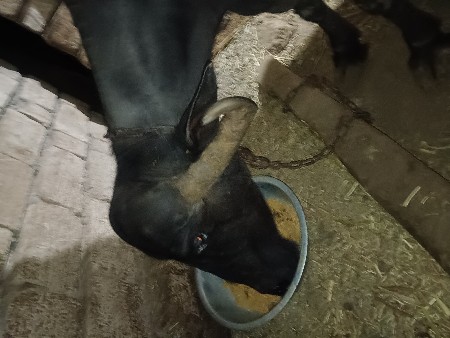 ભેસ વેચવાની છે