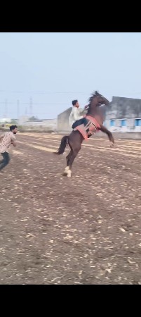 થંબનેલ 2