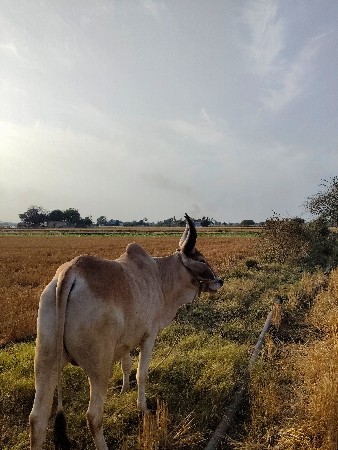 थंबनेल 2