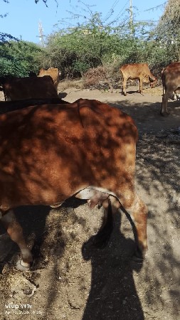 બેઈ પેલું પેલું બેયને વાંસડા