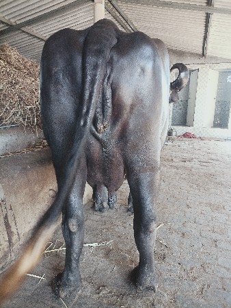 थंबनेल 2