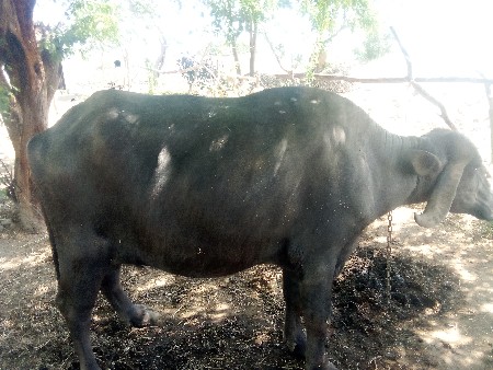 khadeli.vechavani.che..