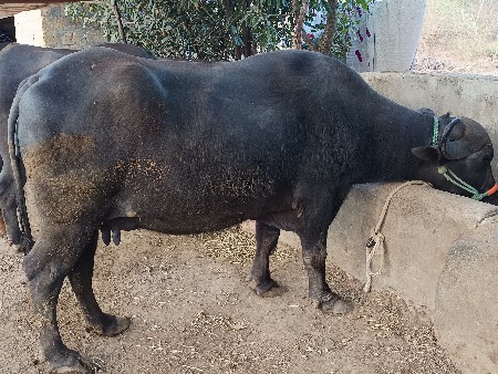 ભેંસ વેચવાની સે