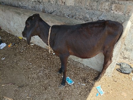 थंबनेल 2