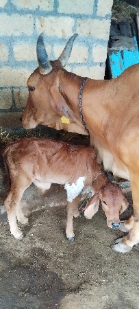 ગાય ગીર ક્રોસ નીચે વાછડો