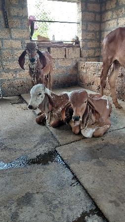 थंबनेल 3