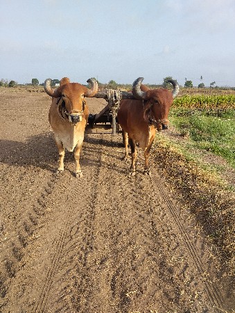 ગોઢલા વેચવાના છે
