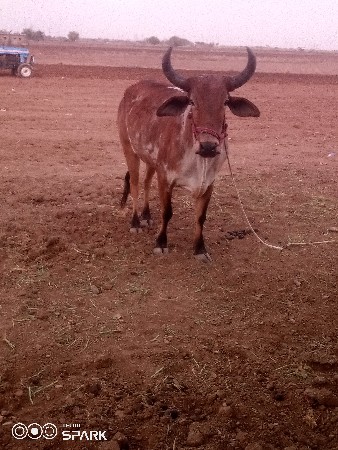 વેચવાનુછે