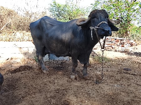 ભૈસ વેસવાની છે