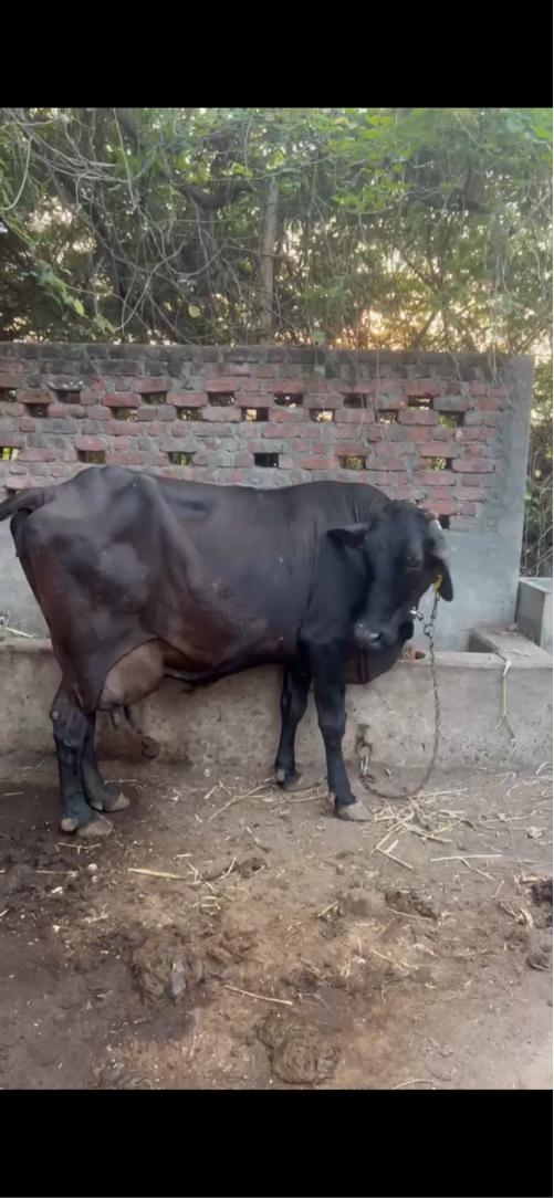 थंबनेल 2