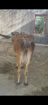 ગાય દેવાની છે