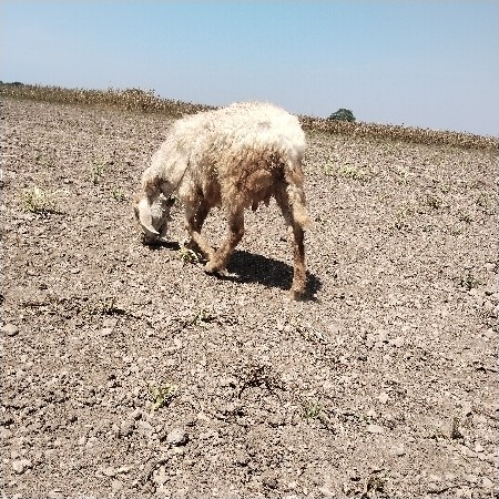 એ તું આપવાની છે
