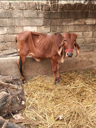 ગીર વાસડી વેસ્વાની સે