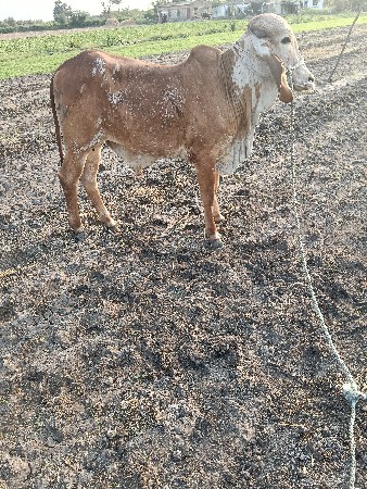 થંબનેલ 4