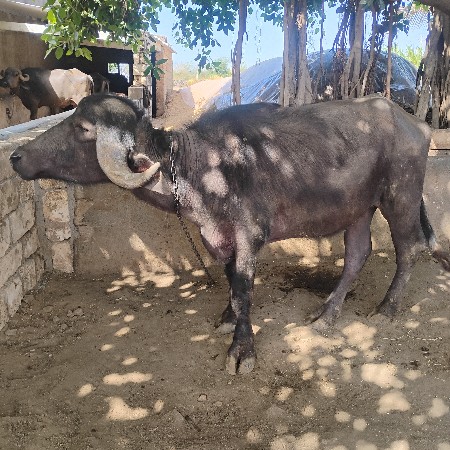 थंबनेल 3