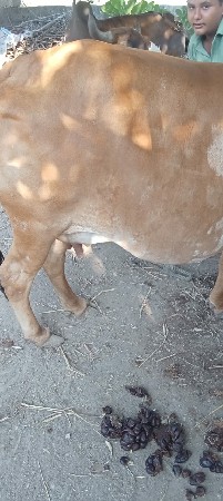 ગીર ગાય વેચવાની છે