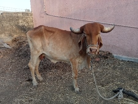 ગાય વેચવાની છે