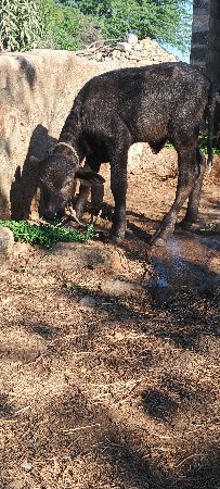 બીજદાન ની પાડી વેચવાની હે