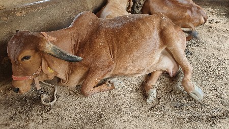 ગાય વેચવાની સે