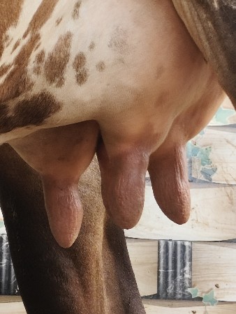 પેલું  વેતર 10 દિવસ  કાસી છે